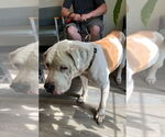 Small #3 American Pit Bull Terrier