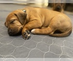 Puppy Maple Rhodesian Ridgeback