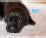 Small Photo #26 Labrador Retriever Puppy For Sale in EDGEWOOD, TX, USA