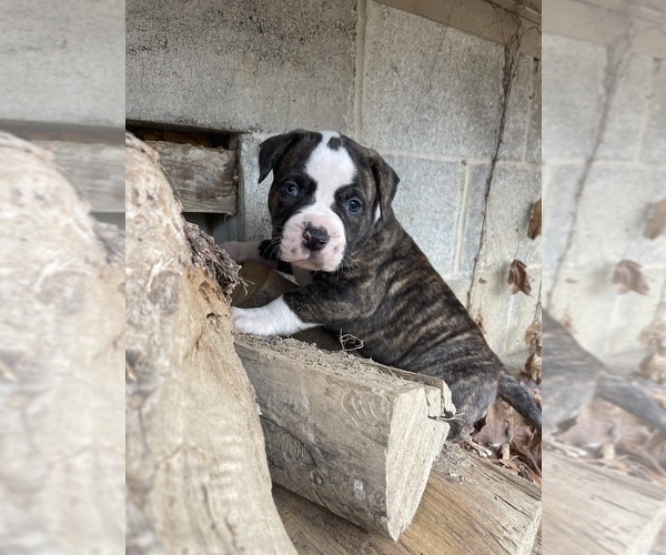 Medium Photo #1 American Bulldog Puppy For Sale in EMPORIA, IN, USA
