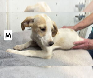 Collie-English Springer Spaniel Mix Dogs for adoption in Rustburg, VA, USA