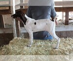 Small Photo #3 German Shorthaired Pointer Puppy For Sale in SANGER, CA, USA