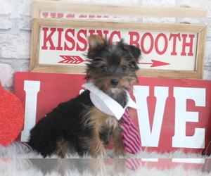 Yorkshire Terrier Puppy for sale in HUGHESVILLE, MO, USA