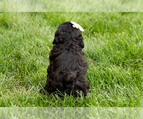 Medium Photo #5 Shih-Poo Puppy For Sale in NAPPANEE, IN, USA