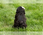 Small #4 Shih-Poo