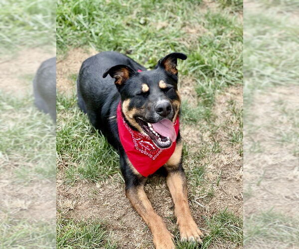 Medium Photo #65 Rottweiler-Unknown Mix Puppy For Sale in Brewster, NY, USA