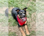 Small #64 Rottweiler Mix