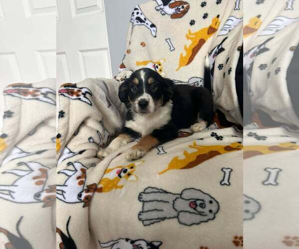 Medium Photo #1 Beagle-Border Collie Mix Puppy For Sale in Mechanicsburg, PA, USA