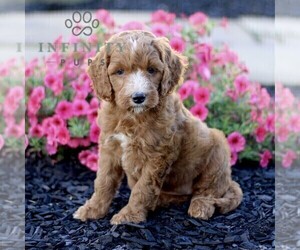 Goldendoodle (Miniature) Puppy for sale in GORDONVILLE, PA, USA