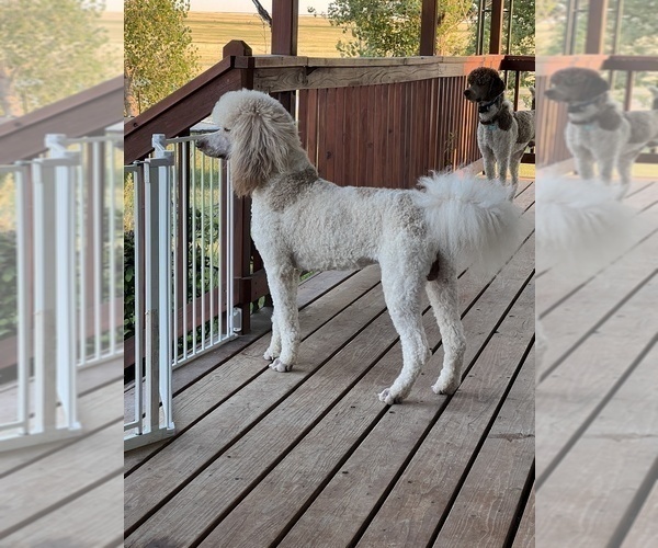 Medium Photo #1 Poodle (Standard) Puppy For Sale in VAUGHN, MT, USA