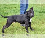 Small Photo #3 Staffordshire Bull Terrier-Unknown Mix Puppy For Sale in Anniston, AL, USA