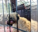 Small Photo #6 Lhasa Apso-Unknown Mix Puppy For Sale in New York, NY, USA