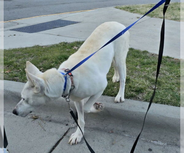 Medium Photo #19 Bull Terrier-Huskies  Mix Puppy For Sale in Winston Salem, NC, USA