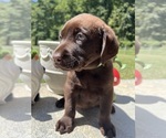 AKC Ready to Go - Male Labrador Retriever Puppy for Sale - Photo #3