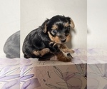 Small Photo #14 Yorkshire Terrier Puppy For Sale in FENTON, MI, USA