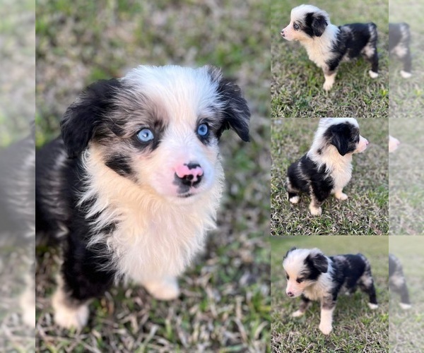 Medium Photo #2 Miniature Australian Shepherd Puppy For Sale in BROOKER, FL, USA