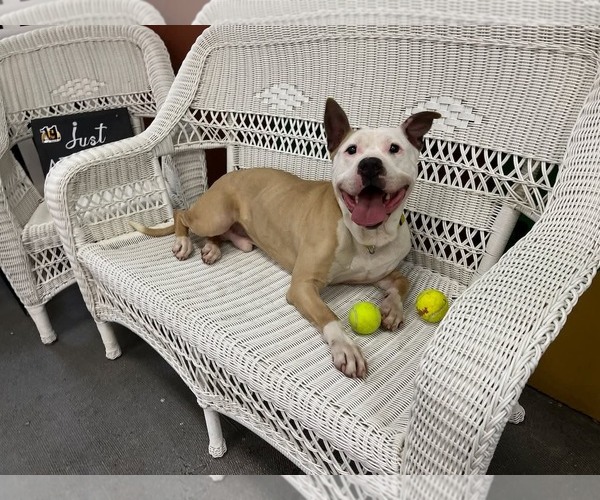 Medium Photo #10 American Bulldog-Labrador Retriever Mix Puppy For Sale in Rockaway, NJ, USA