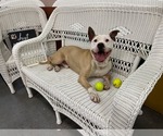 Small #9 American Bulldog-Labrador Retriever Mix