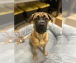 Small Mastiff Mix