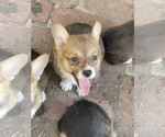 Small #4 Pembroke Welsh Corgi