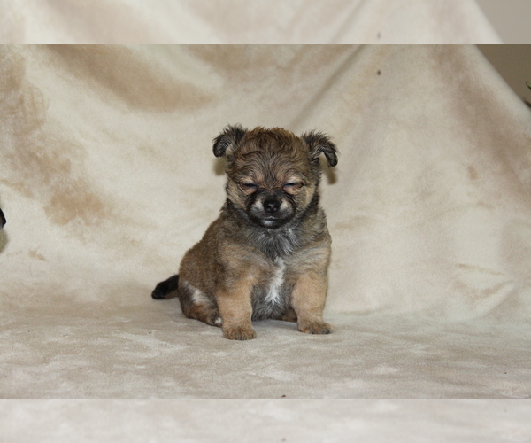 Medium Photo #12 Chihuahua Puppy For Sale in HUDSONVILLE, MI, USA