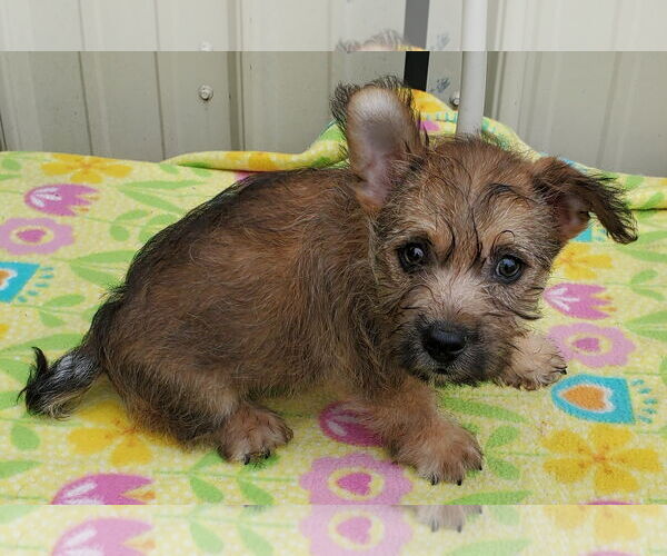 Medium Photo #2 Cairn Terrier Puppy For Sale in Mountain View, MO, USA