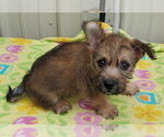 Small #1 Cairn Terrier