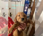 Small Photo #3 Golden Retriever Puppy For Sale in ELLSWORTH, KS, USA