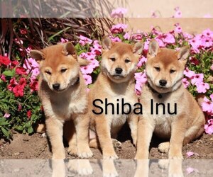 Shiba Inu Litter for sale in LOYAL, WI, USA