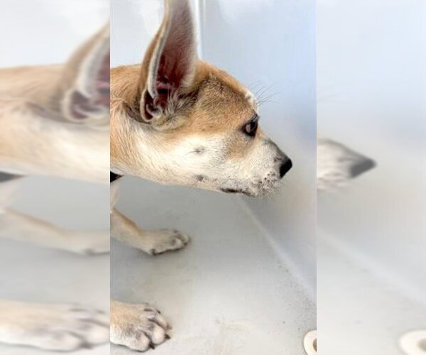 Medium Photo #1 Chihuahua Puppy For Sale in Houston, TX, USA