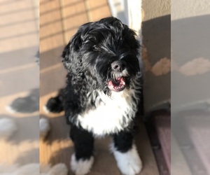 Portuguese Water Dog Puppy for sale in BALDWIN, KS, USA