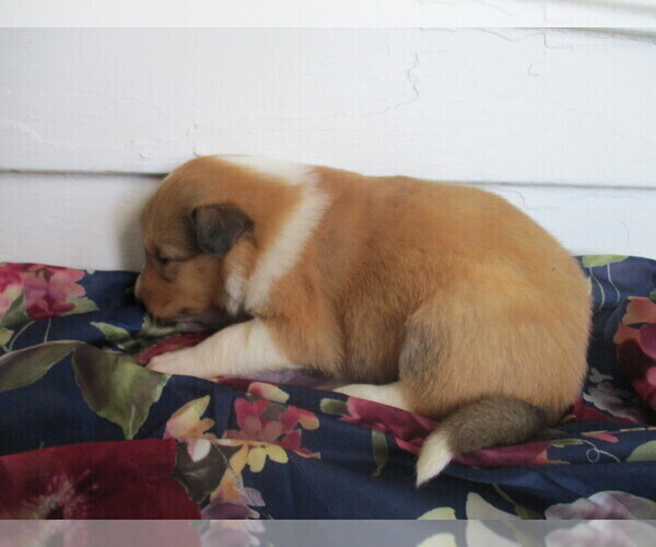 Medium Photo #2 Collie Puppy For Sale in BROADWAY, VA, USA