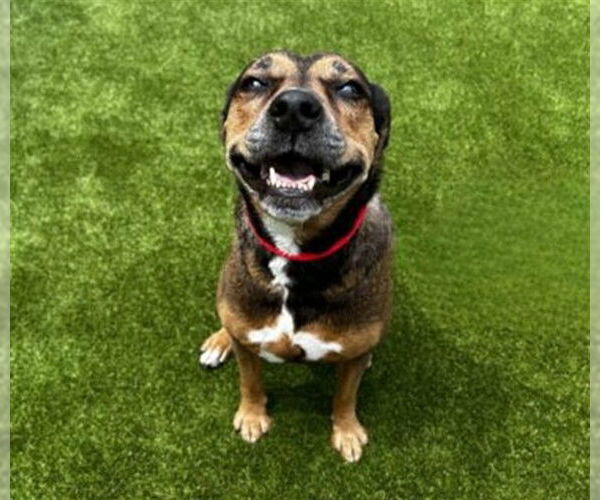 Medium Photo #2 Labrador Retriever-Unknown Mix Puppy For Sale in St. Cloud, FL, USA