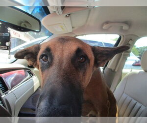 Mutt Dogs for adoption in Ocala, FL, USA
