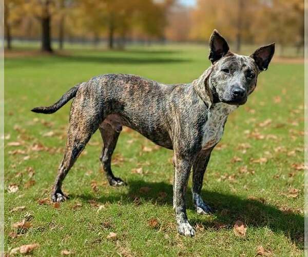 Medium Photo #5 Mutt Puppy For Sale in Talladega, AL, USA