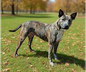 Renji 26/674 - Male Mutt Dog for Adoption - Photo #5
