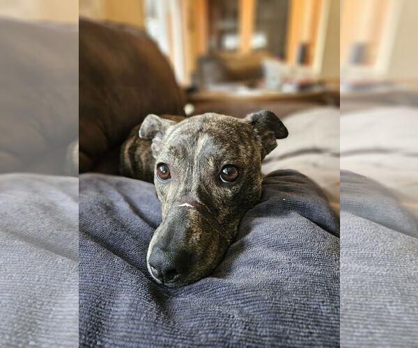 Medium Photo #13 Mountain Cur-Whippet Mix Puppy For Sale in Brooklyn Center, MN, USA