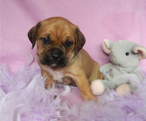 Puggle Puppy for Sale in WARSAW, New York USA