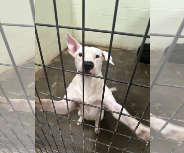Medium Photo #3 American Staffordshire Terrier-Unknown Mix Puppy For Sale in Jackson, MS, USA
