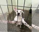 Small #2 American Staffordshire Terrier Mix