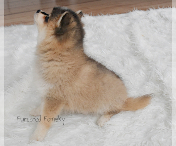 Medium Photo #4 Pomsky Puppy For Sale in KANSAS CITY, MO, USA