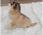 Small #3 Pomsky