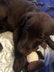 Small Photo #1 Labrador Retriever Puppy For Sale in GATES, NY, USA