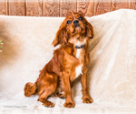 Puppy Bennet Cavalier King Charles Spaniel