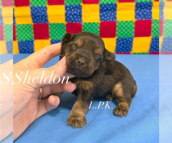 Medium Photo #1 Yorkshire Terrier Puppy For Sale in WINNSBORO, LA, USA