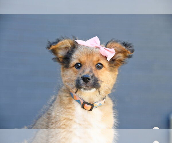Medium Photo #1 Cairn Terrier-Unknown Mix Puppy For Sale in Sandy, UT, USA