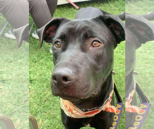 Medium Photo #6 Labrador Retriever-Unknown Mix Puppy For Sale in San Diego, CA, USA