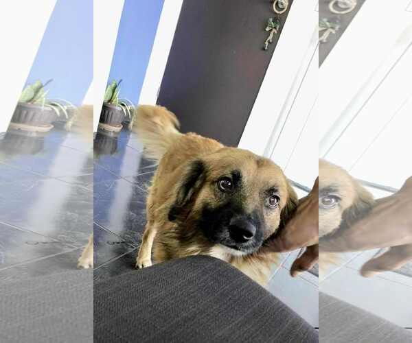 Medium Photo #4 Collie-Unknown Mix Puppy For Sale in Escondido, CA, USA