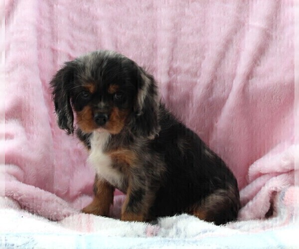 Medium Photo #3 Cavalier King Charles Spaniel Puppy For Sale in FREDERICKSBURG, OH, USA