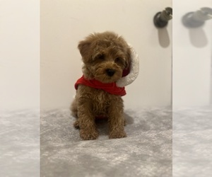 Goldendoodle (Miniature) Puppy for sale in SYLMAR, CA, USA